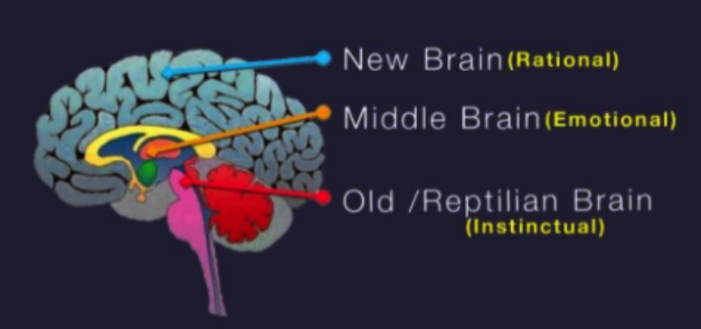 Parts of brain