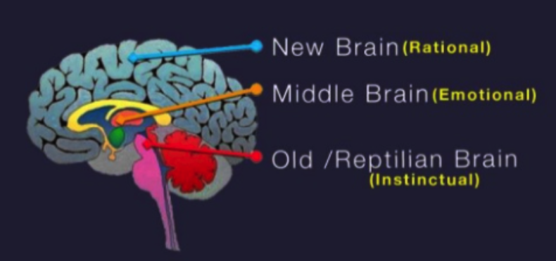 This is an image explaining Parts of brain